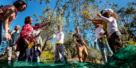 Adults and children gathering olives together beneath the branches, with harvest combs and a green net.